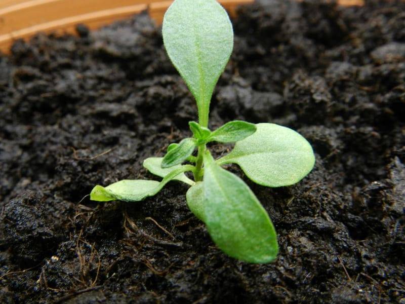 Калібрахоа - вирощування з насіння, догляд